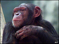 चिम्पांज़ी