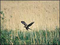 Marsh Harrier