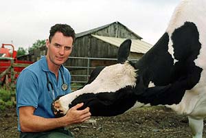 Vet Tom Leonard with cow