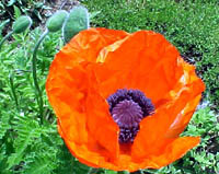 Oriental Poppy