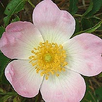 Rosa canina