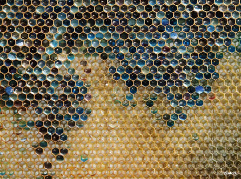 Coloured honeycomb from a beehive in Ribeauville, France.