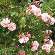 Rosa 'Albertine'