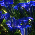 Gentiana, Gentian