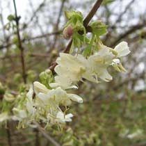 Lonicera fragrantissima