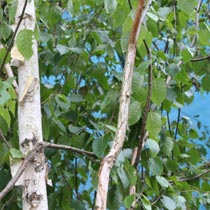 Betula utilis var. jacquemontii
