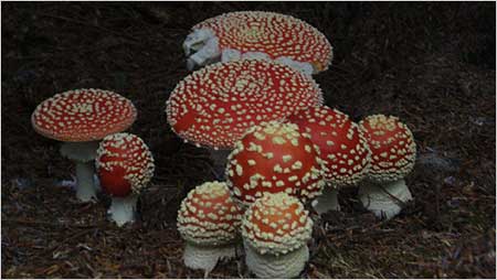 Fungi c/o Fiona Crook