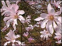 Magnolia X Loebneri 'Leonard Messel'