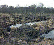 Peat bog