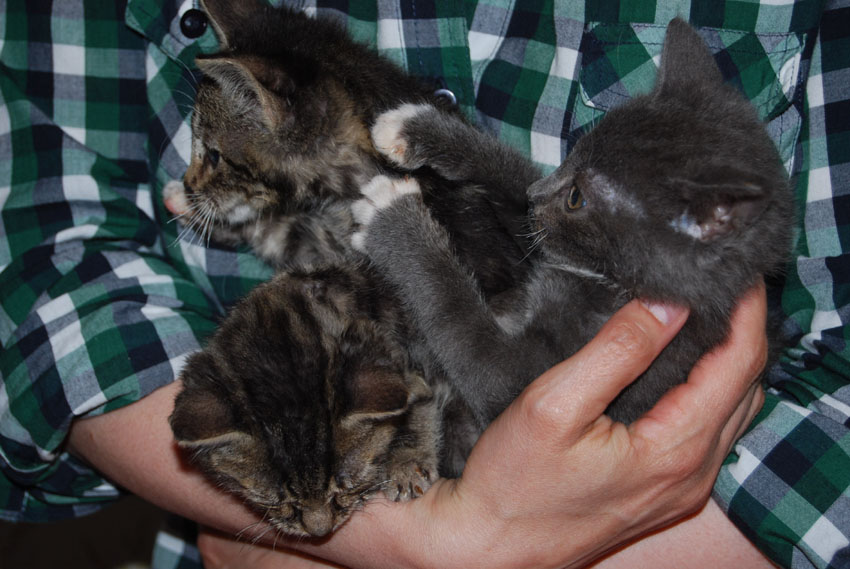 Wriggly sisters - hem hem