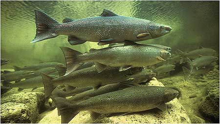 Atlantic Salmon c/o Gilbert van Ryckevorsel
