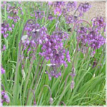 Allium Cernuum