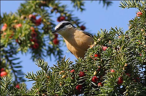 Nuthatch waiting to feed on yew tree berries in the grounds of Muncaster. 