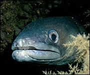 Conger Eel