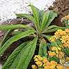 Echium pininana