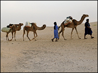 Trilha de camelos no deserto