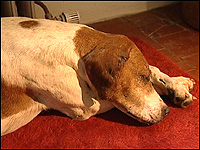 Taxidermy and pet dog