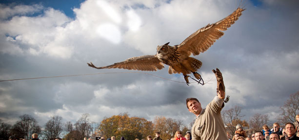 Steve Backshall bird of prey demonstration Deadly Day Out