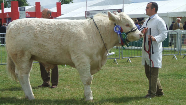 Multi prize winning Charolais.