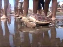 Dink and James are released 