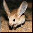 Jerboa de orelhas longas (imagem: London Zoological Society) 
