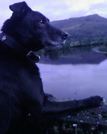 A close up of a dog with its paws on a bridge looking out at a loch