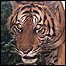 Tigre