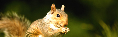 A squirrel