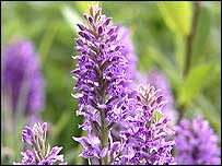 Common Spotted Orchid
