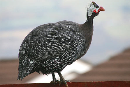 guineafowl1.jpg