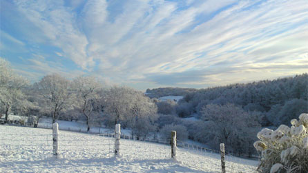 Snowy wood near Chepstow.