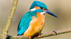 Kingfisher. Photo: Mr Messy