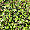 Muehlenbeckia complexa