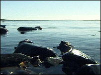 mussels