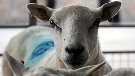 Staring competition with a sheep