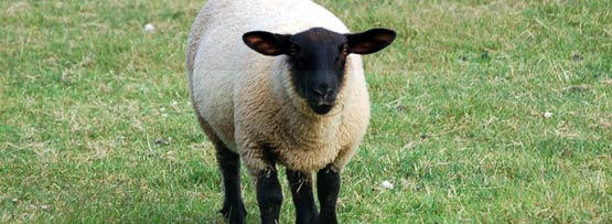 a sheep
