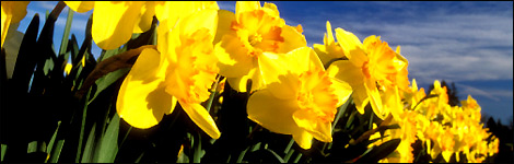 Daffodils