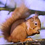 Red Squirrel