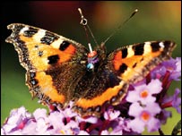 तितली के पंखों की सुंदरता