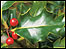Holly