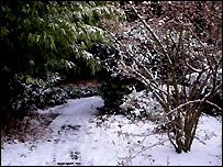 A winter garden