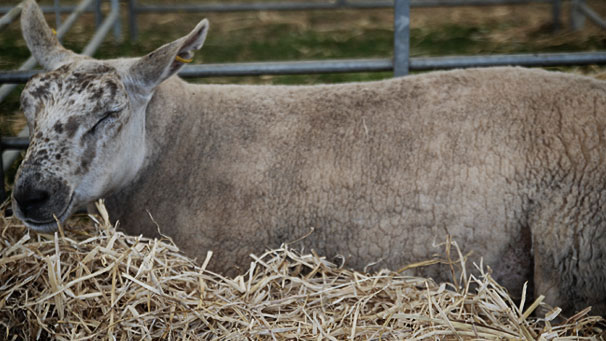 A Leggate's Champion in Commercial Sheep.