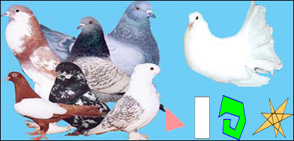  کبوتر