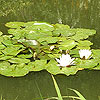 Nymphaea alba