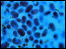 celule
