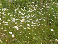 Angel Meadow in Manchester