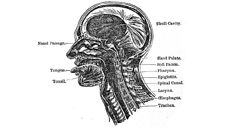 Medical diagram of a human throat