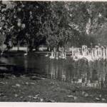 Flamingos at Cairo Zoo, Egypt 1943