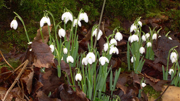 snowdrops (courtesy of Evelyn McWhinnie)