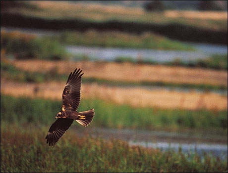 Marsh Harrier at Minsmere